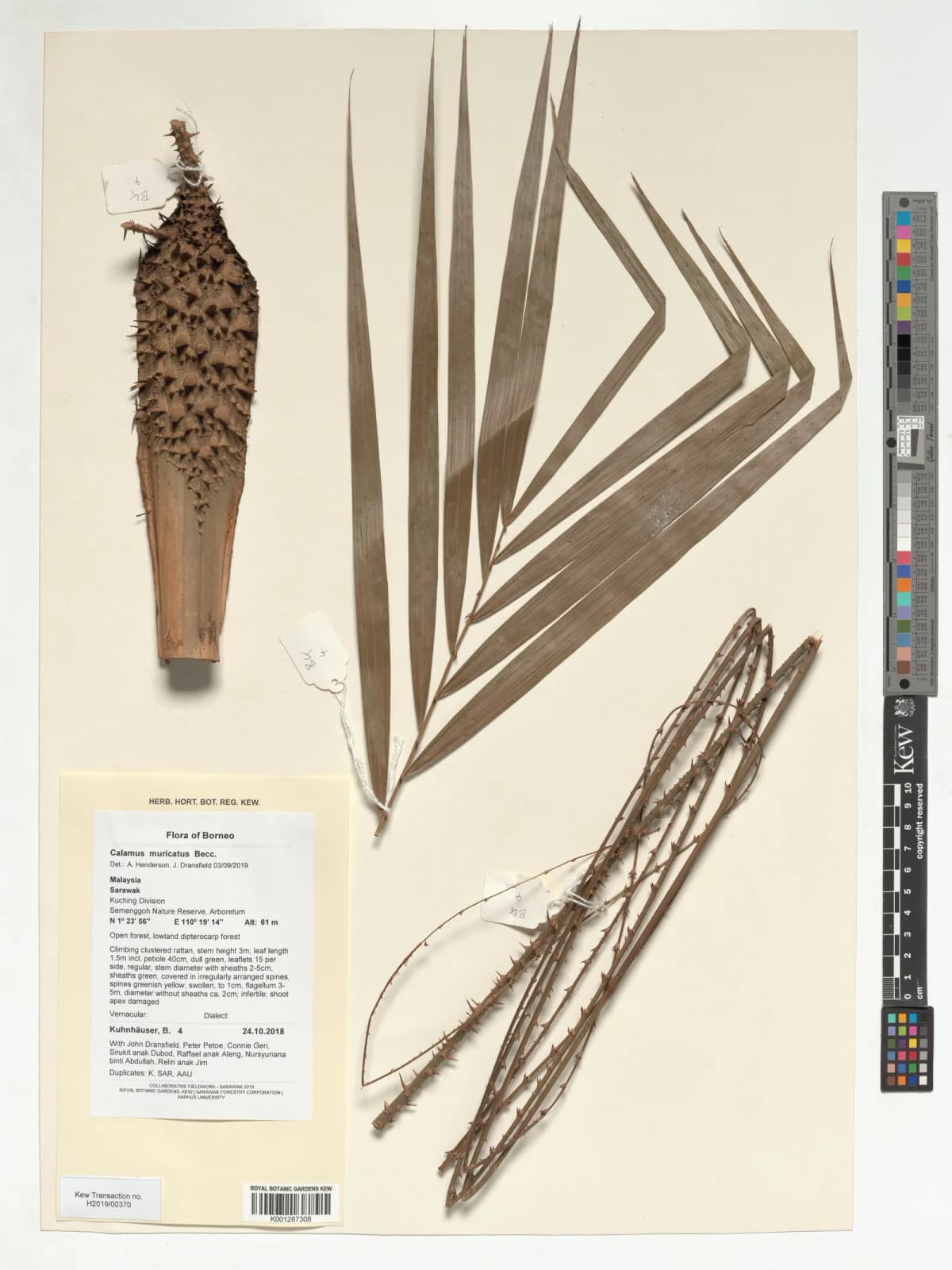 Botanical specimen of Calamus Muricatus.