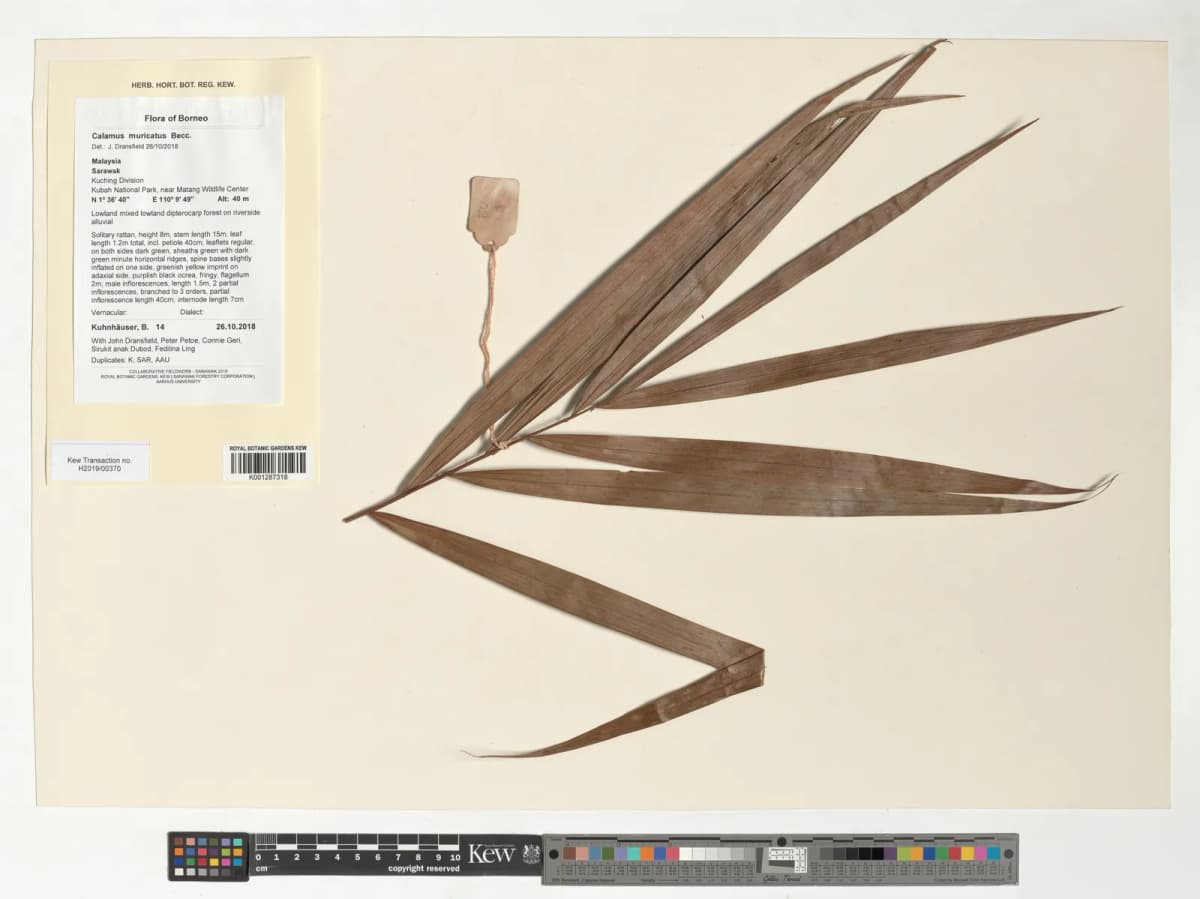 Botanical specimen of Calamus Muricatus.