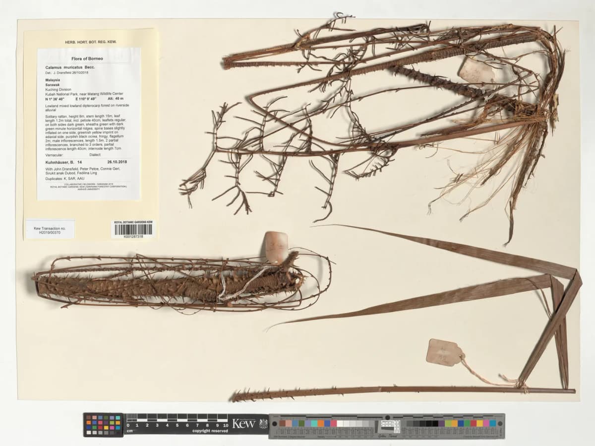 Botanical specimen of Calamus Muricatus.