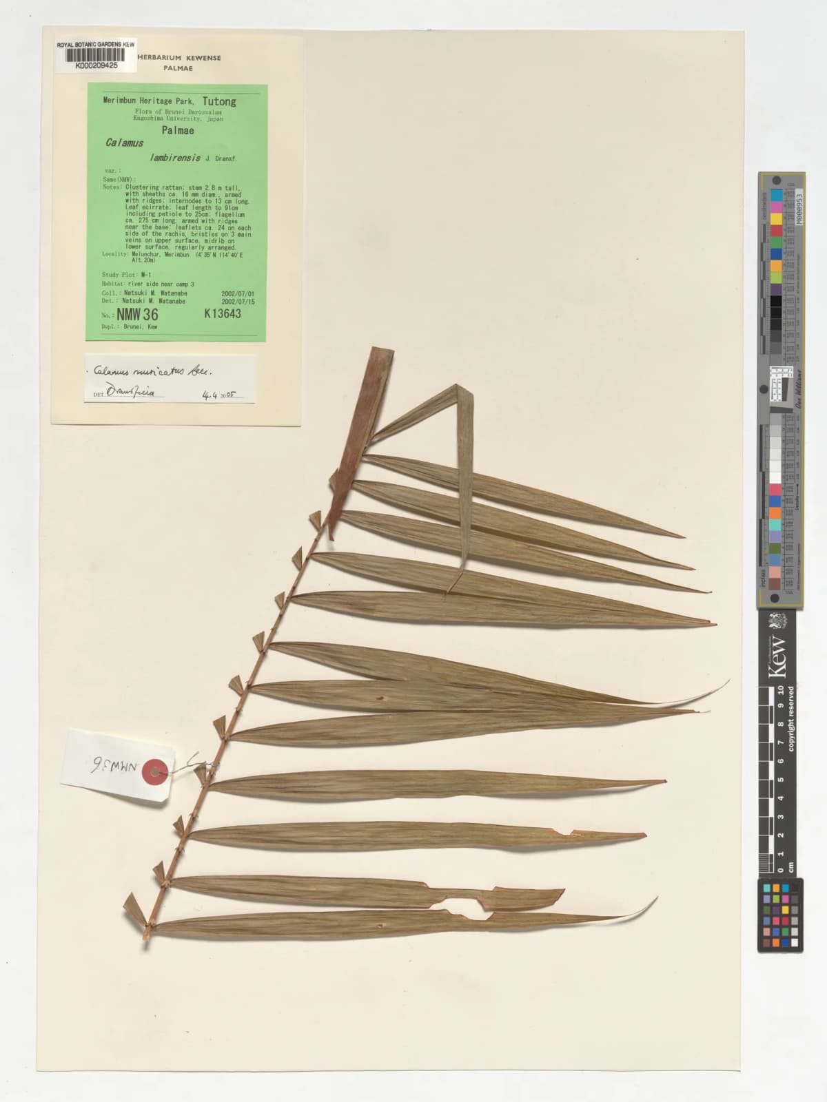 Botanical specimen of Calamus Muricatus.