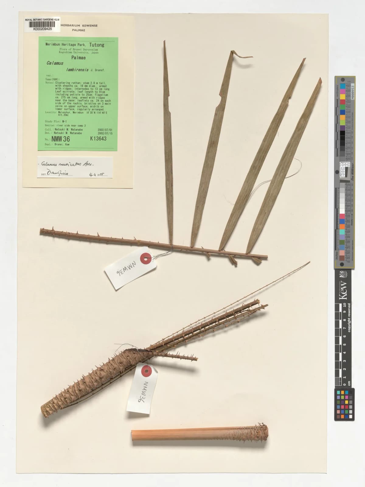 Botanical specimen of Calamus Muricatus.