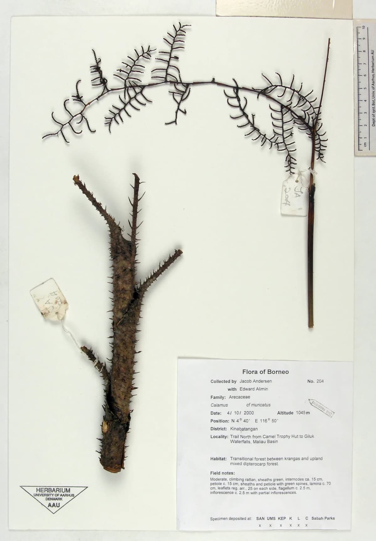 Botanical specimen of Calamus Muricatus.
