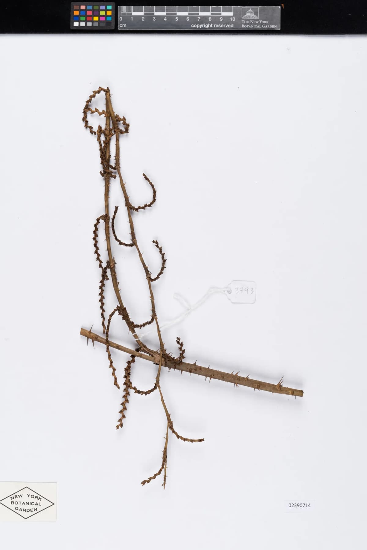 Botanical specimen of Calamus Nambariensis.