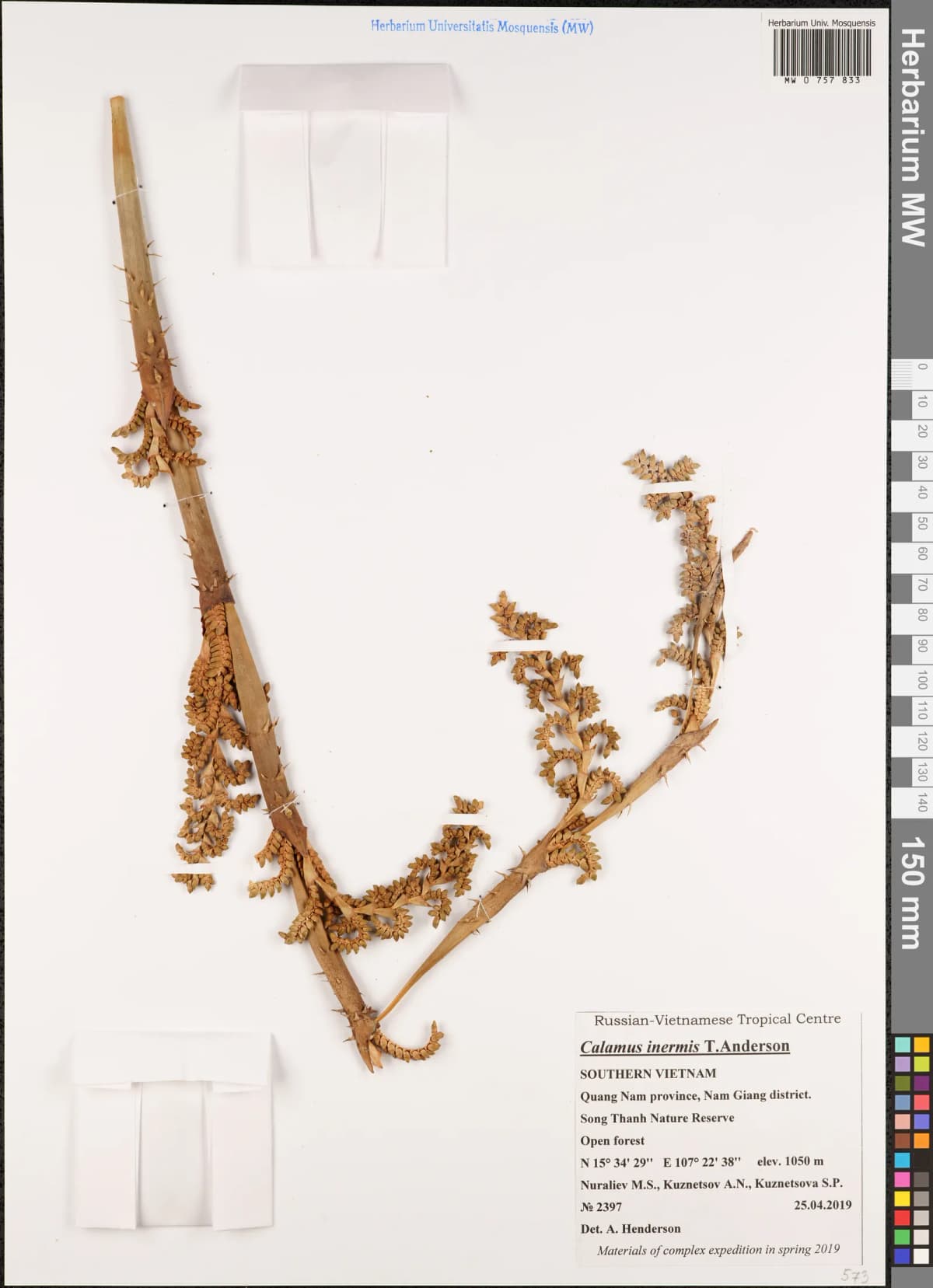 Botanical specimen of Calamus Nambariensis.