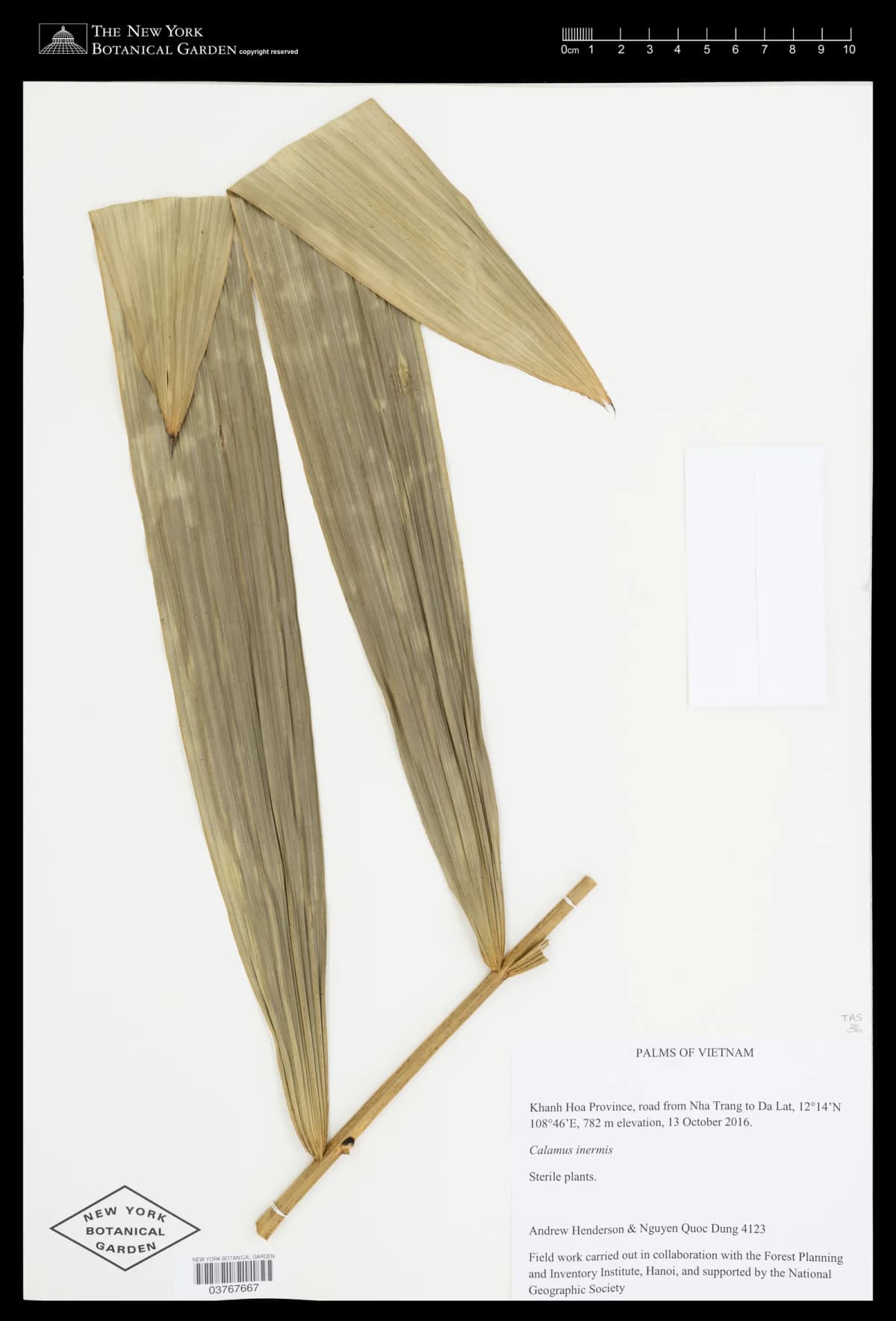 Botanical specimen of Calamus Nambariensis.