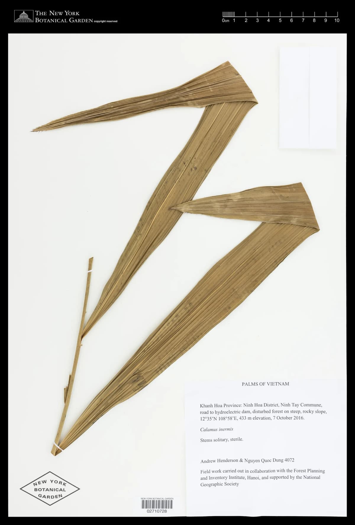 Botanical specimen of Calamus Nambariensis.