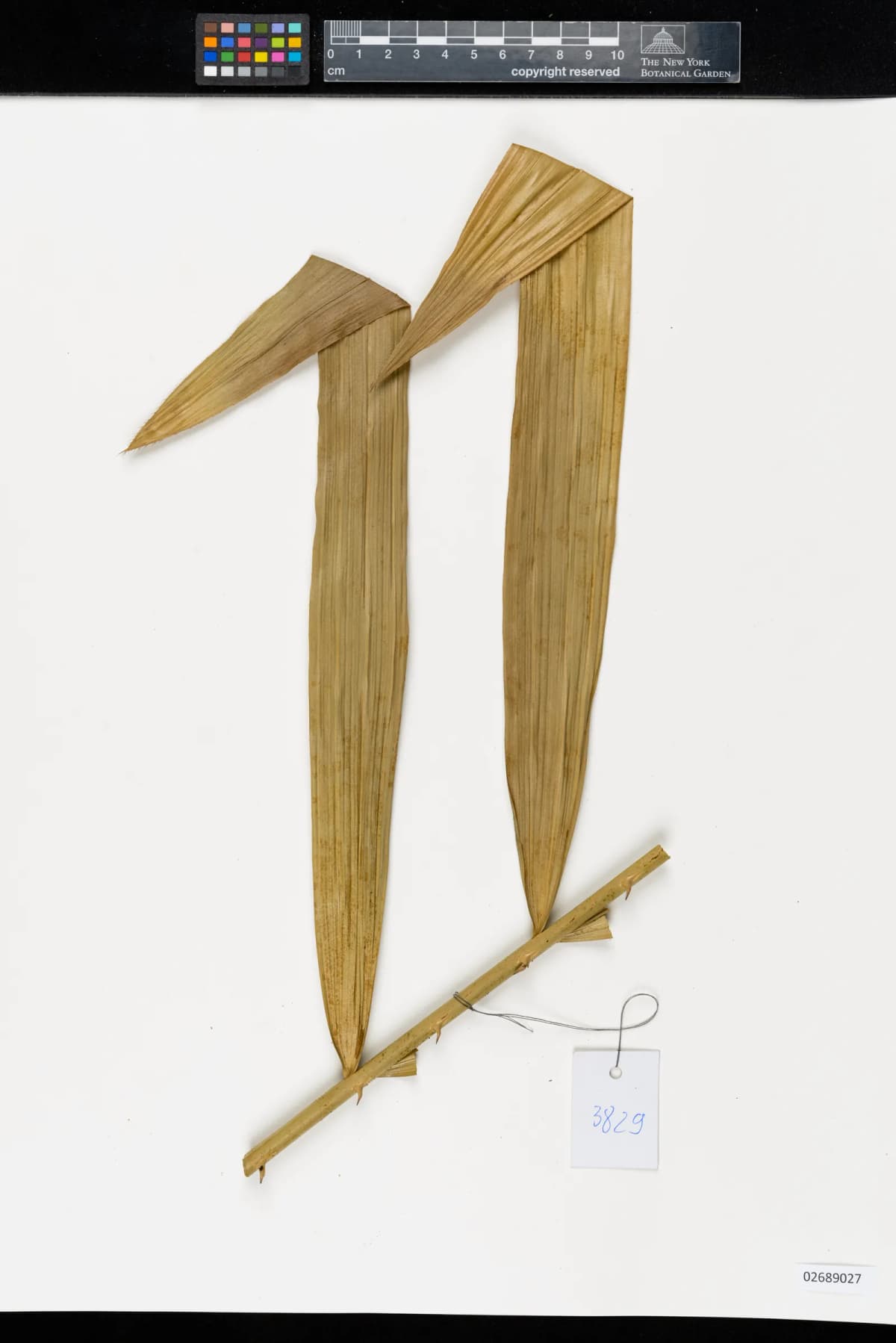Botanical specimen of Calamus Nambariensis.