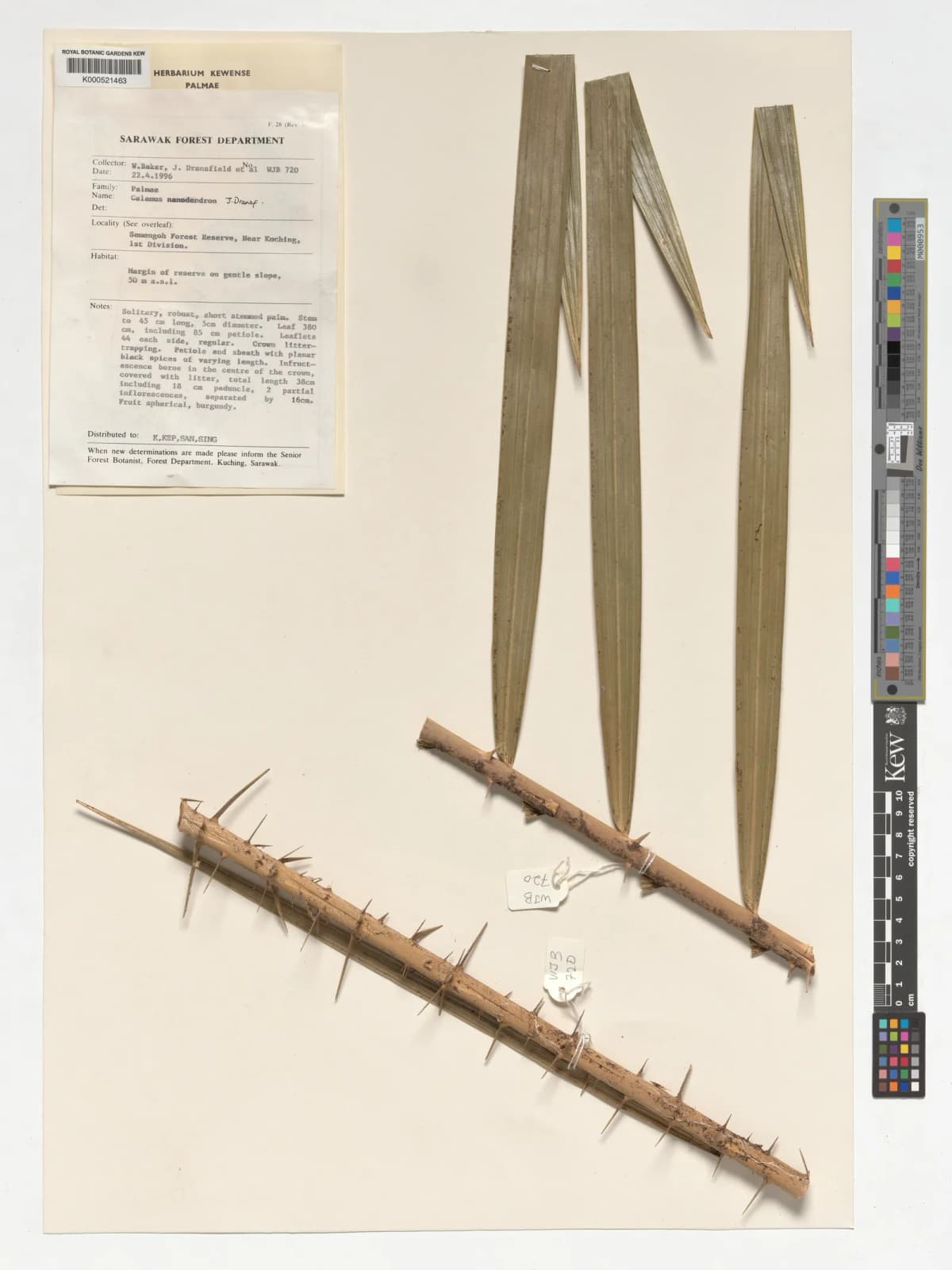 Botanical specimen of Calamus Nanodendron.