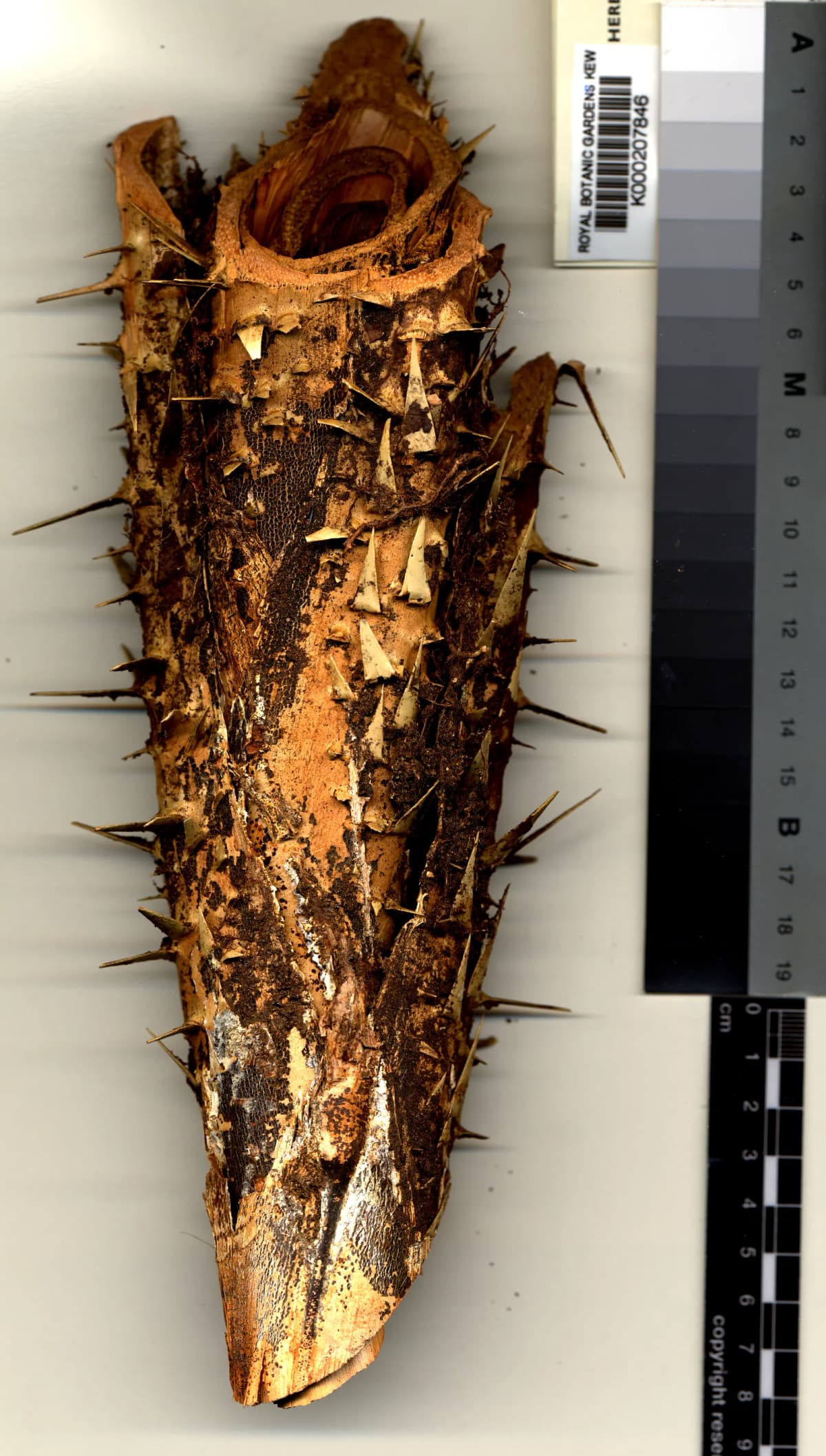 Botanical specimen of Calamus Nanodendron.