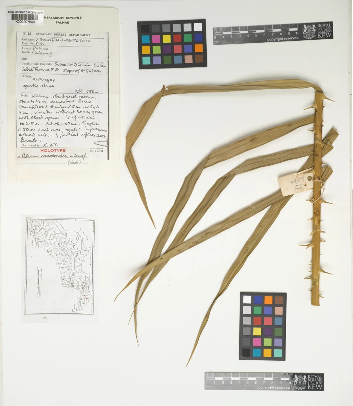 Botanical specimen of Calamus Nanodendron.