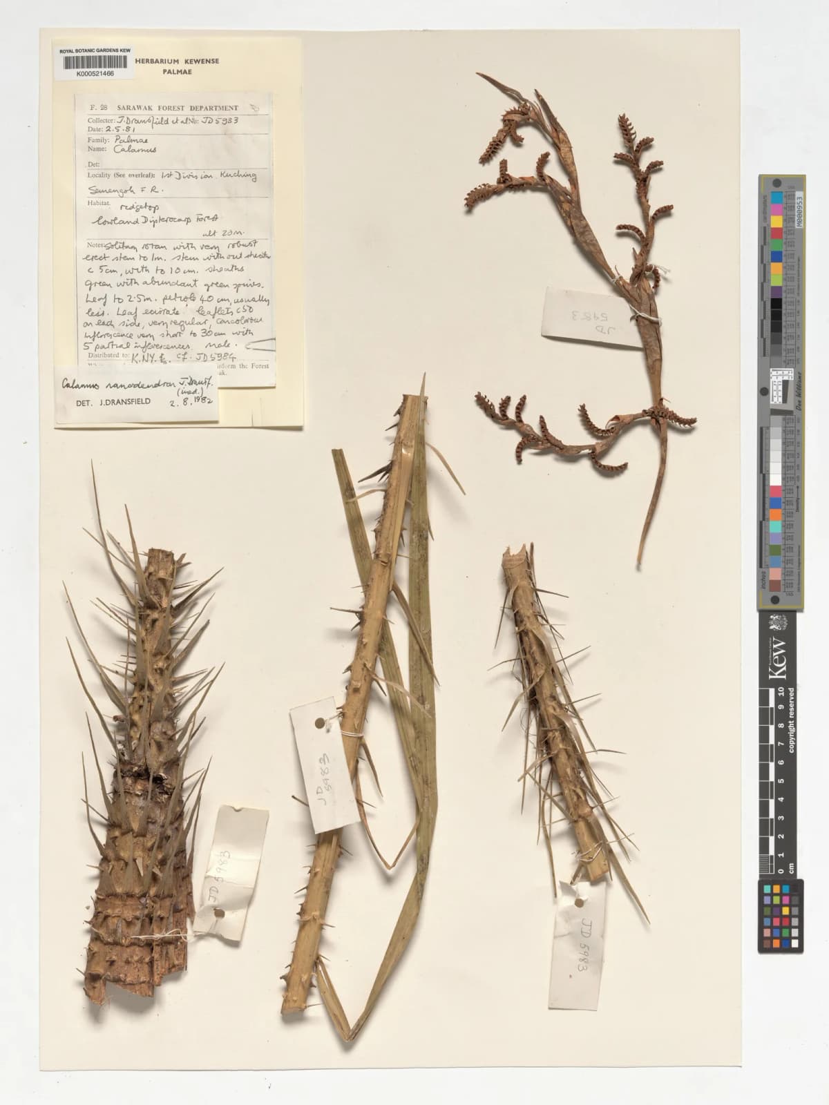 Botanical specimen of Calamus Nanodendron.