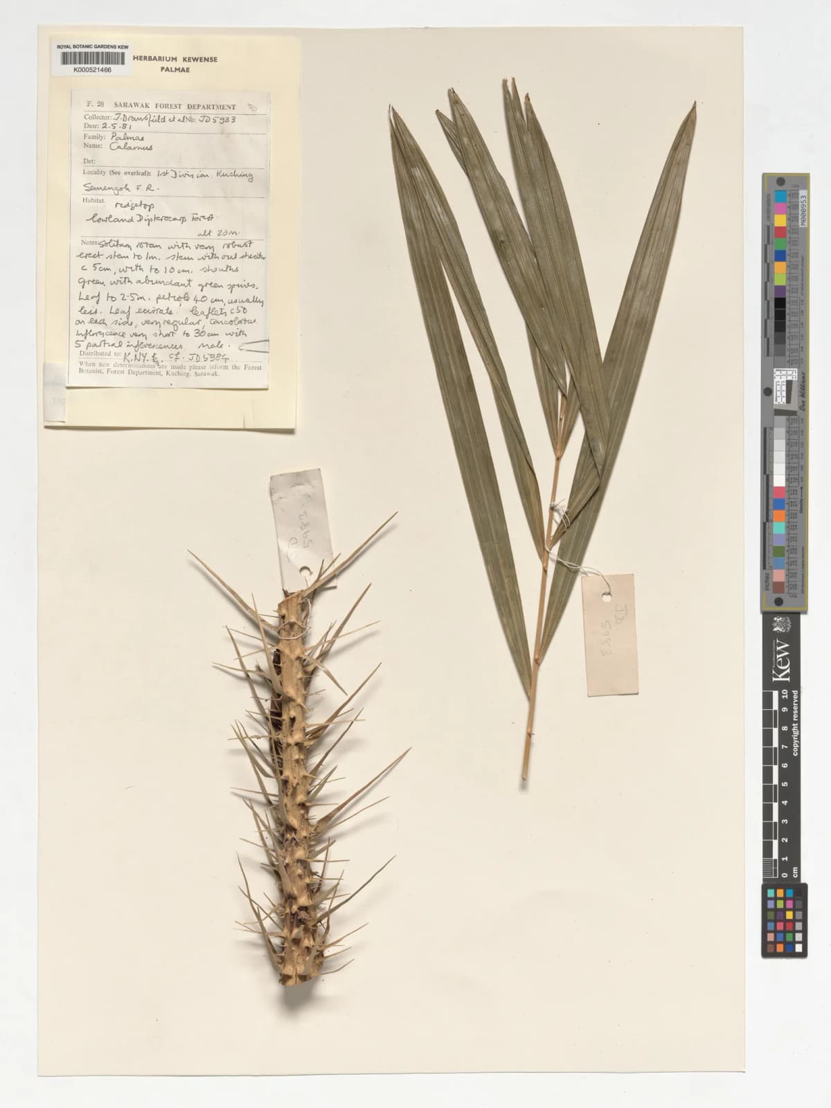Botanical specimen of Calamus Nanodendron.