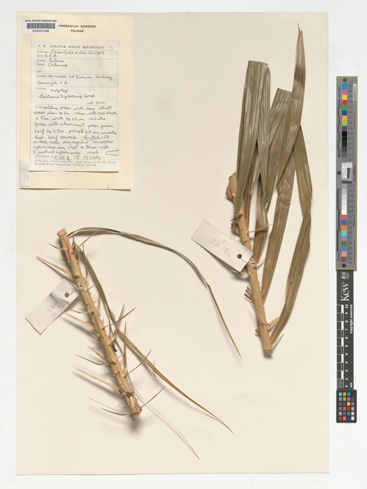 Botanical specimen of Calamus Nanodendron.