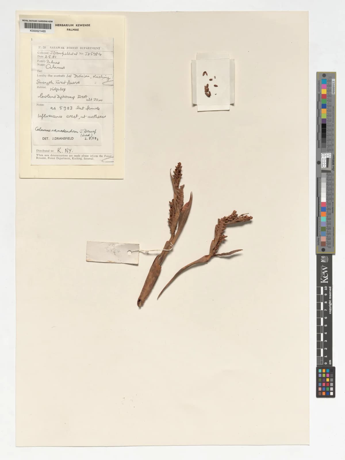 Botanical specimen of Calamus Nanodendron.