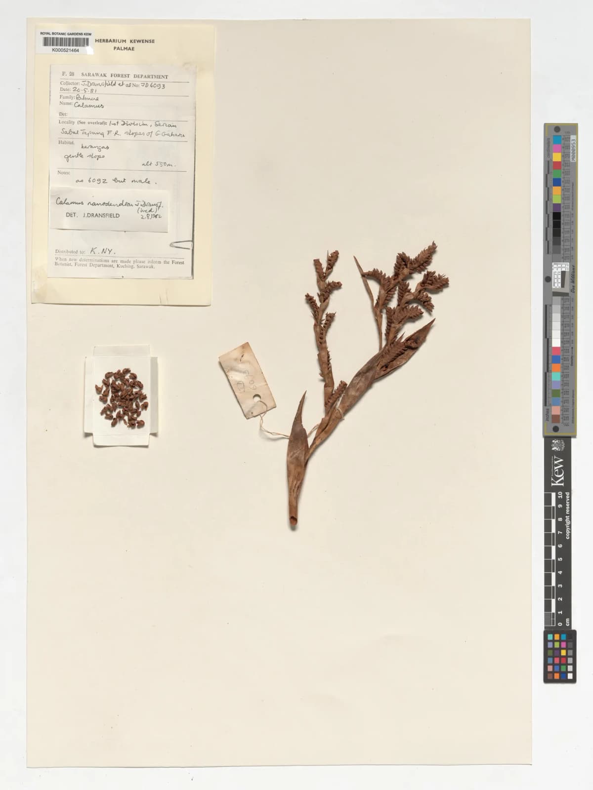 Botanical specimen of Calamus Nanodendron.