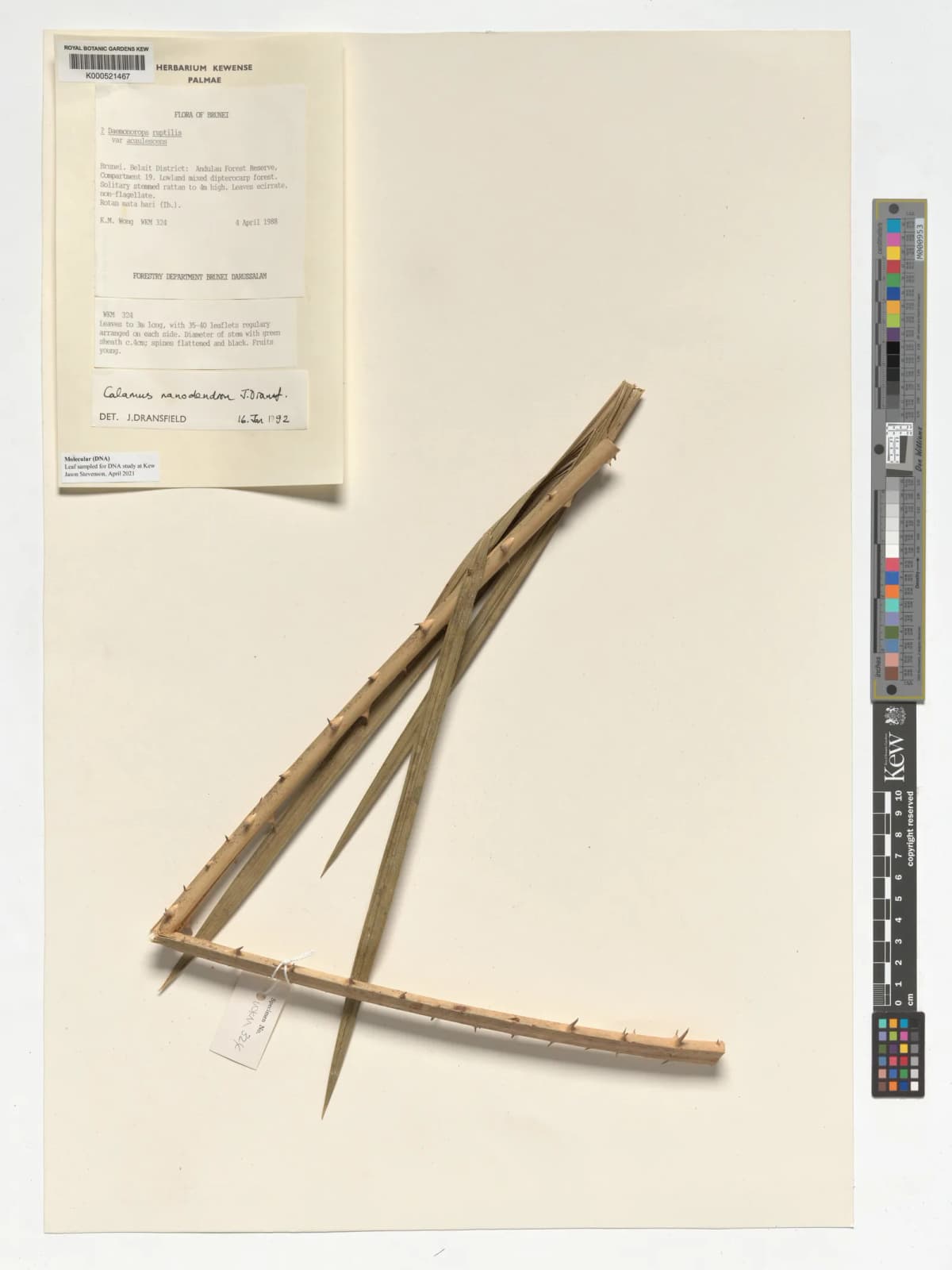 Botanical specimen of Calamus Nanodendron.
