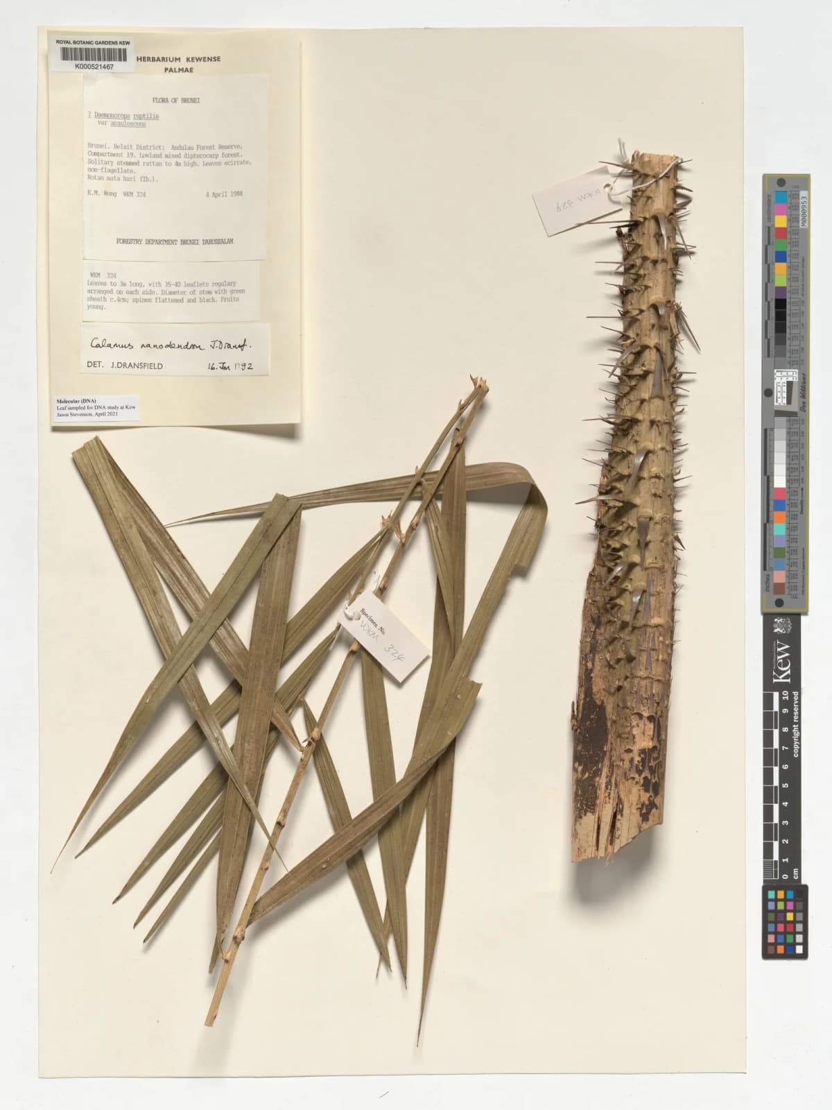 Botanical specimen of Calamus Nanodendron.