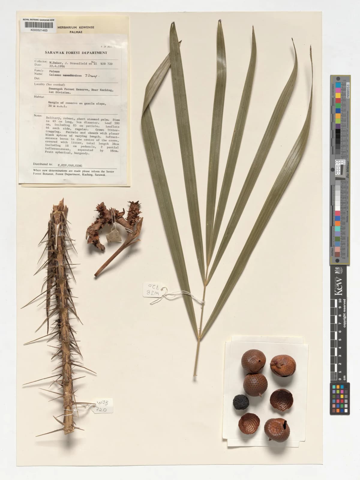 Botanical specimen of Calamus Nanodendron.