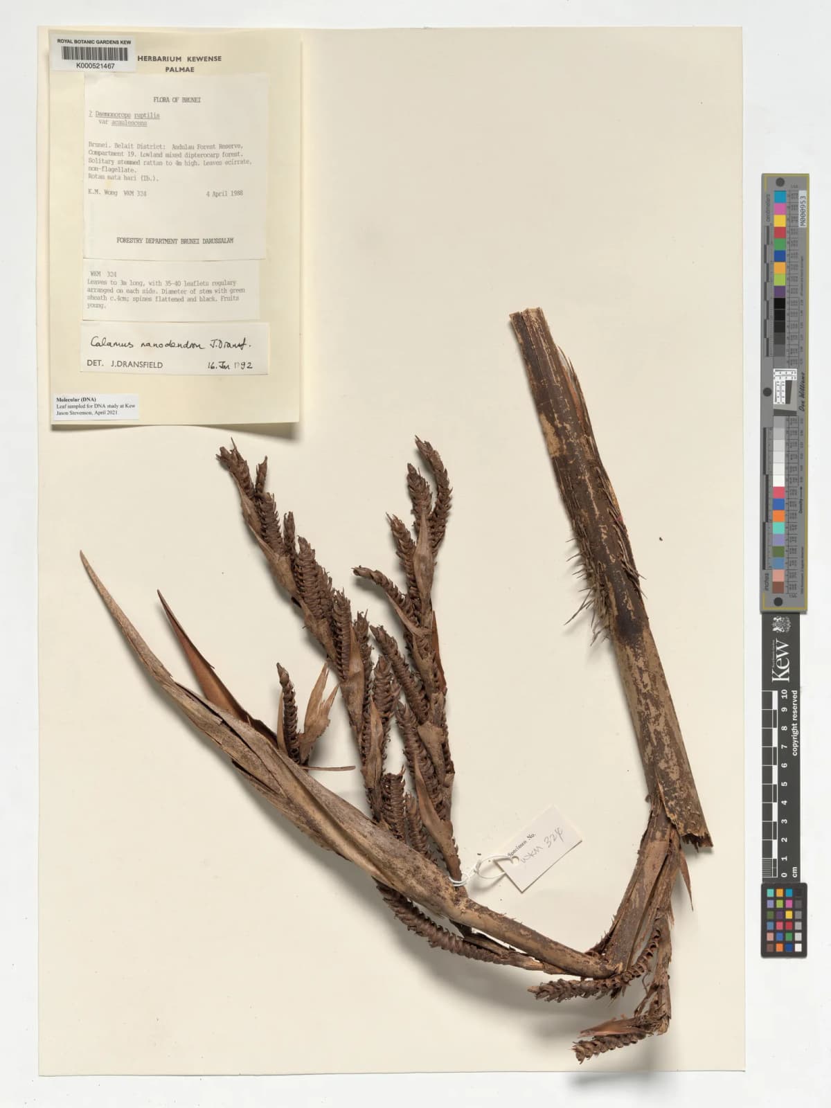 Botanical specimen of Calamus Nanodendron.