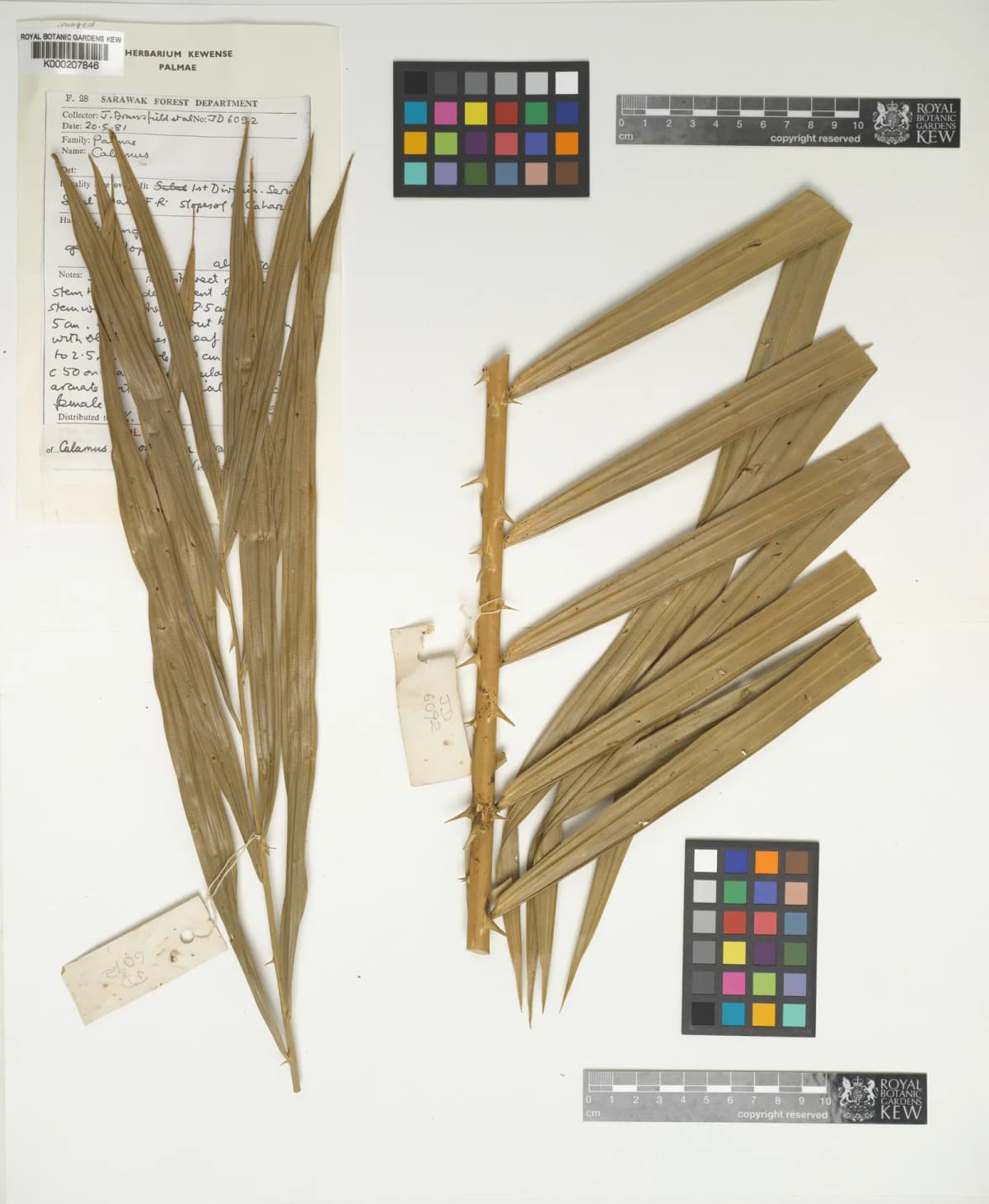 Botanical specimen of Calamus Nanodendron.