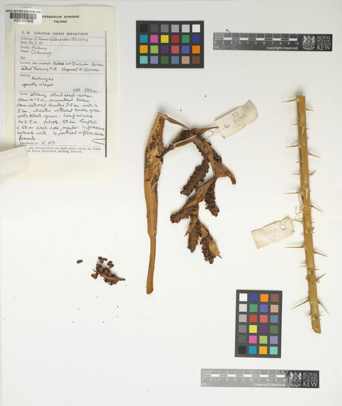 Botanical specimen of Calamus Nanodendron.
