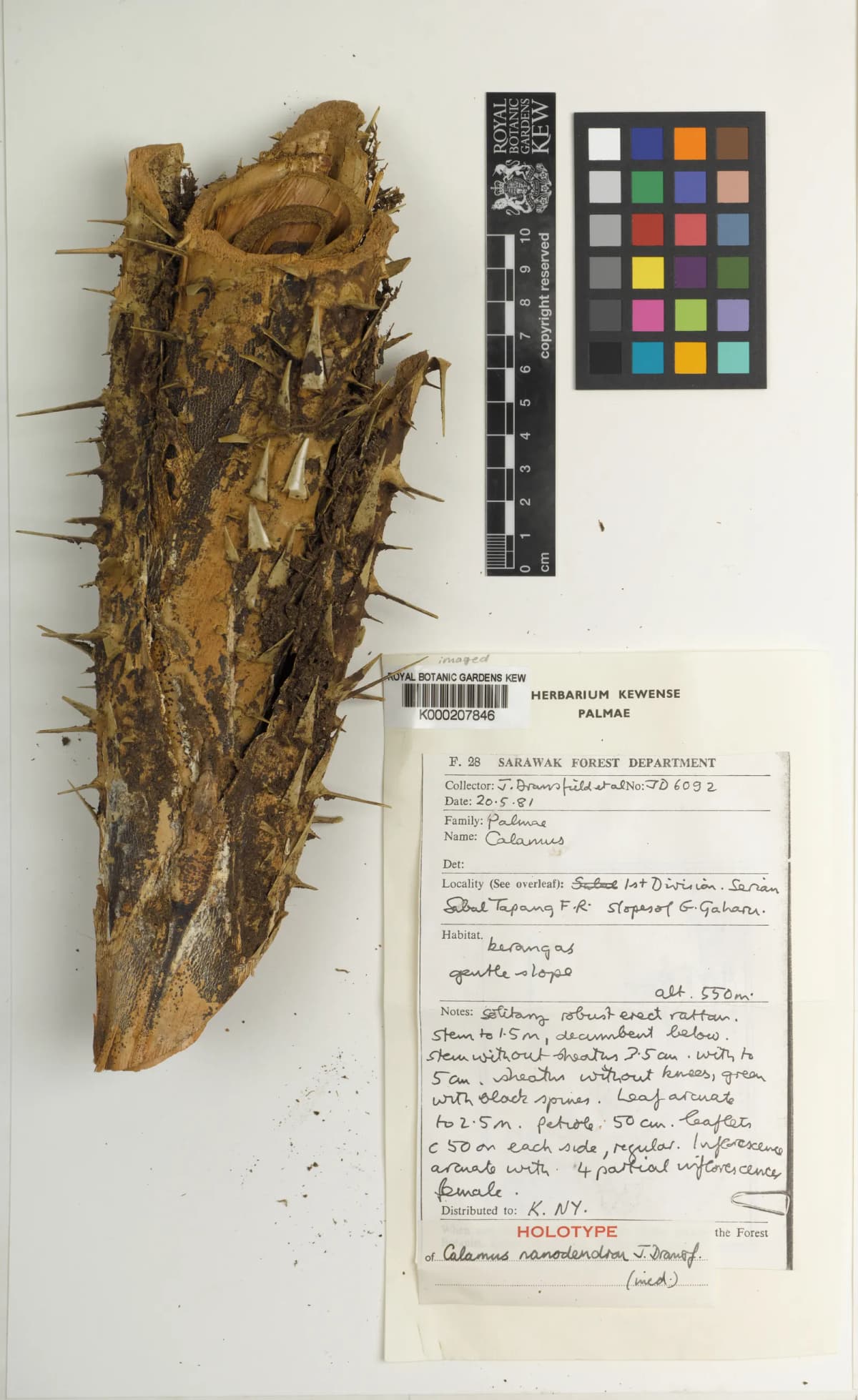 Botanical specimen of Calamus Nanodendron.
