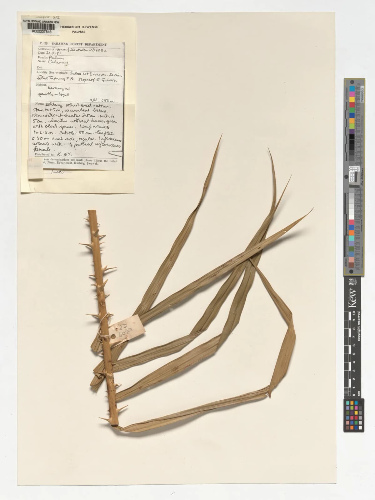 Botanical specimen of Calamus Nanodendron.
