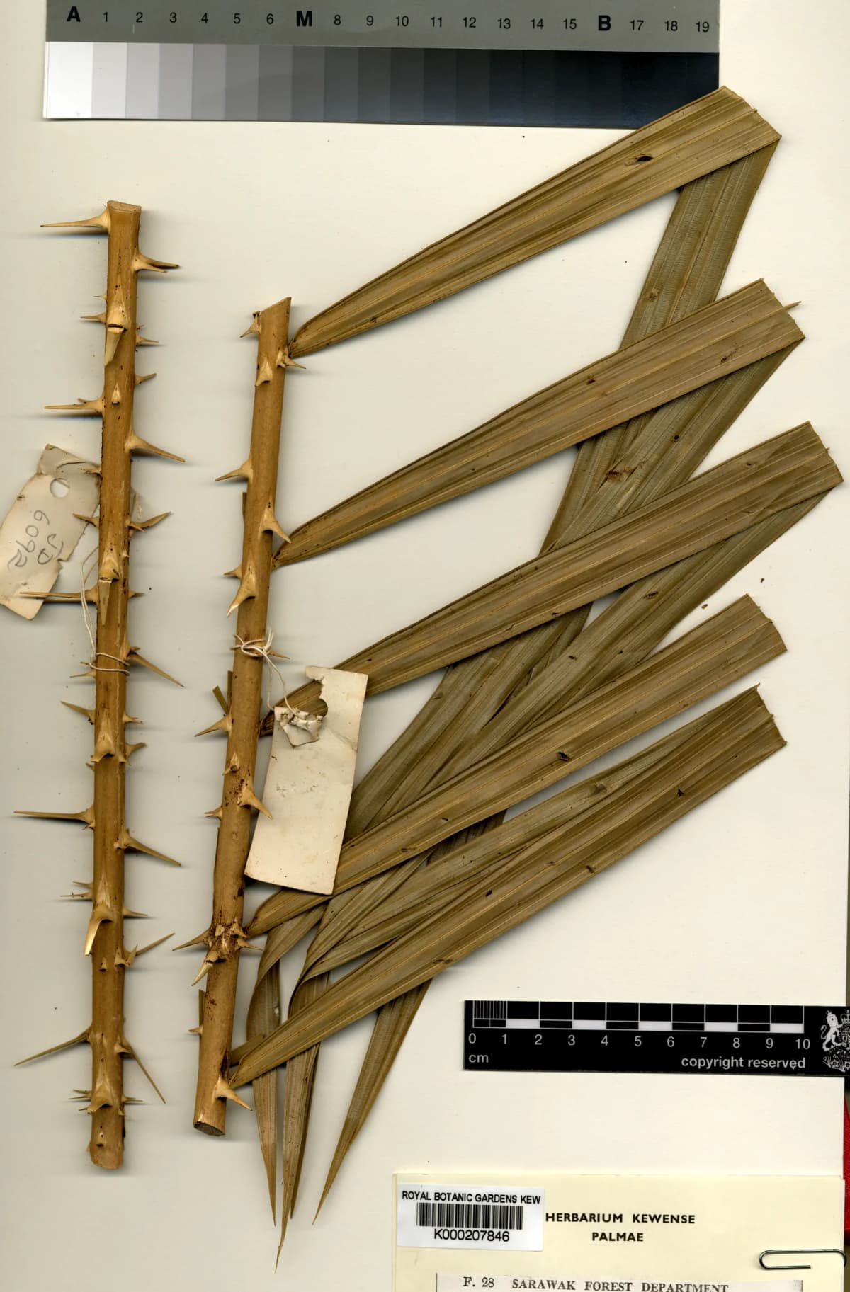 Botanical specimen of Calamus Nanodendron.
