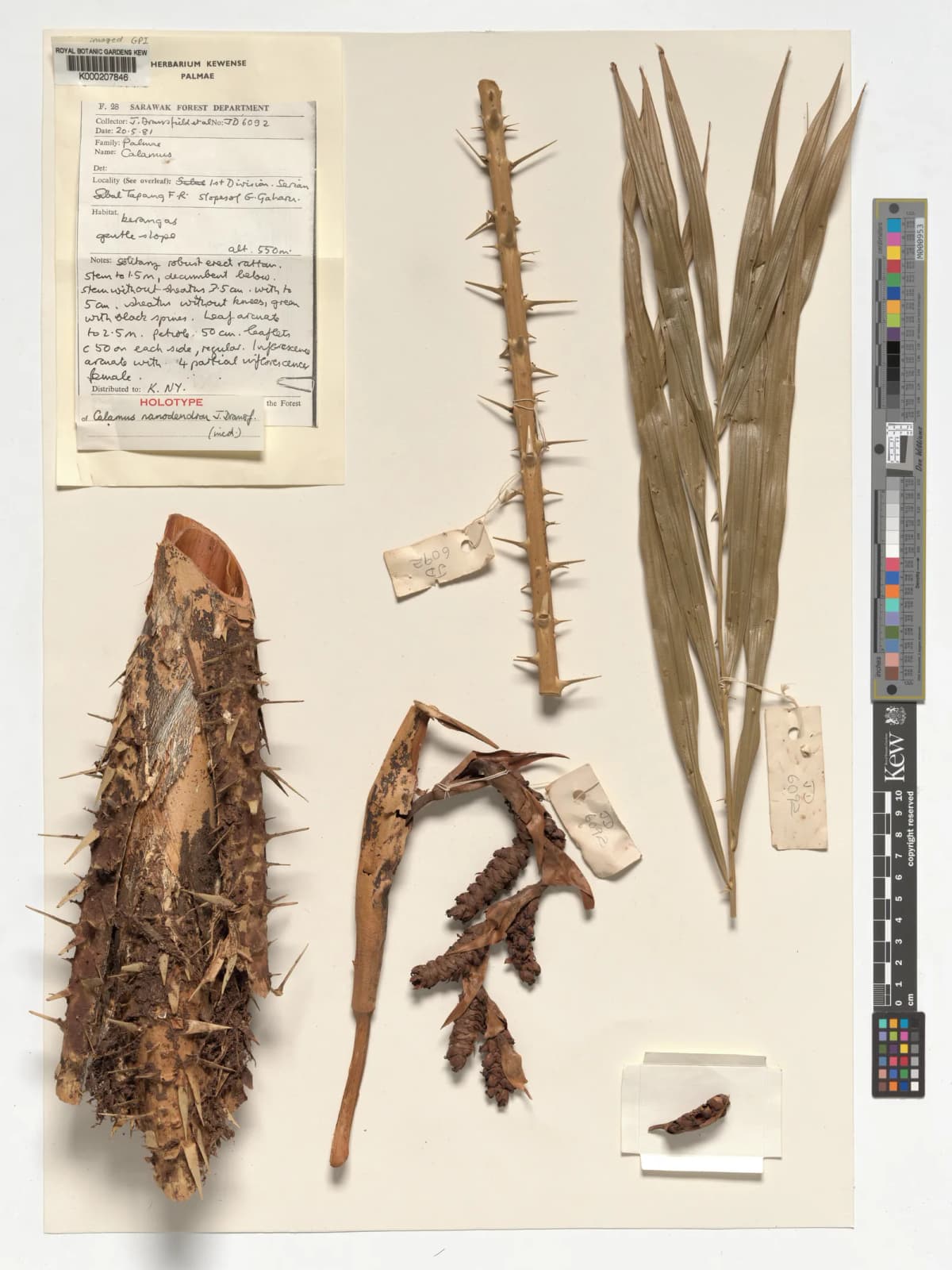 Botanical specimen of Calamus Nanodendron.