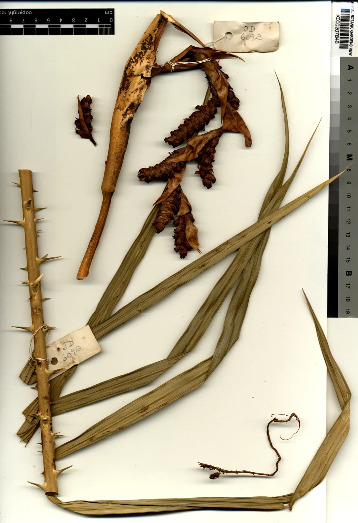 Botanical specimen of Calamus Nanodendron.