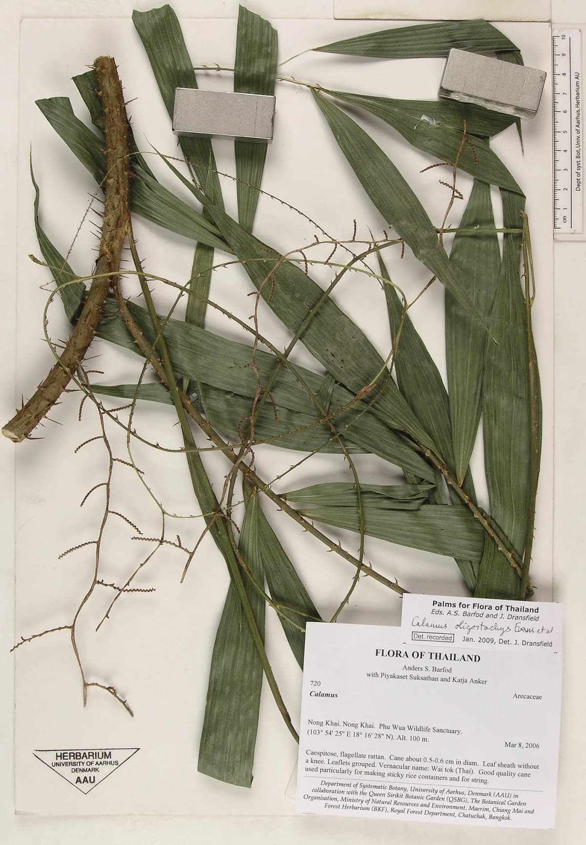 Botanical specimen of Calamus Oligostachys.