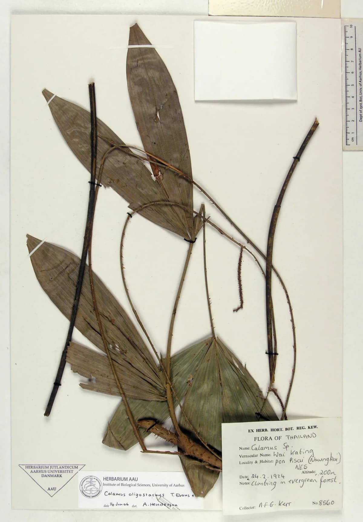 Botanical specimen of Calamus Oligostachys.
