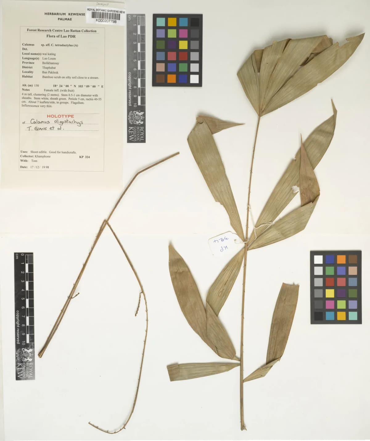 Botanical specimen of Calamus Oligostachys.