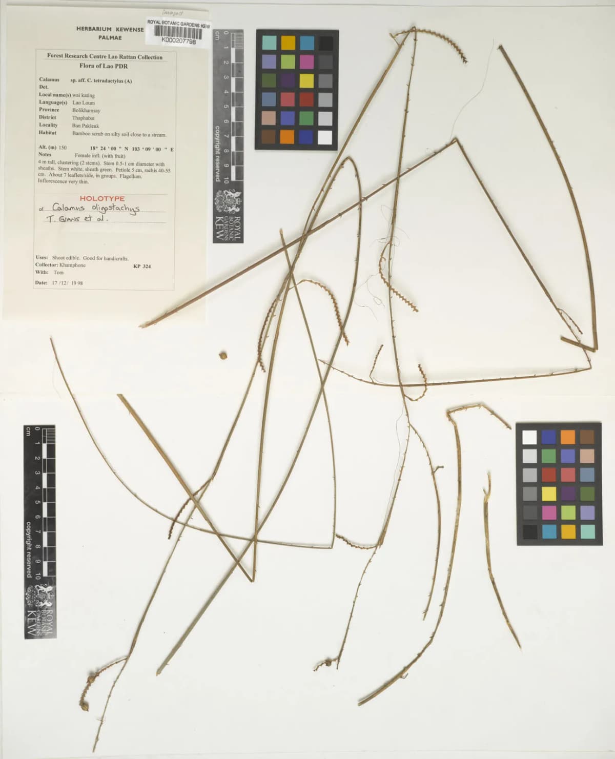 Botanical specimen of Calamus Oligostachys.