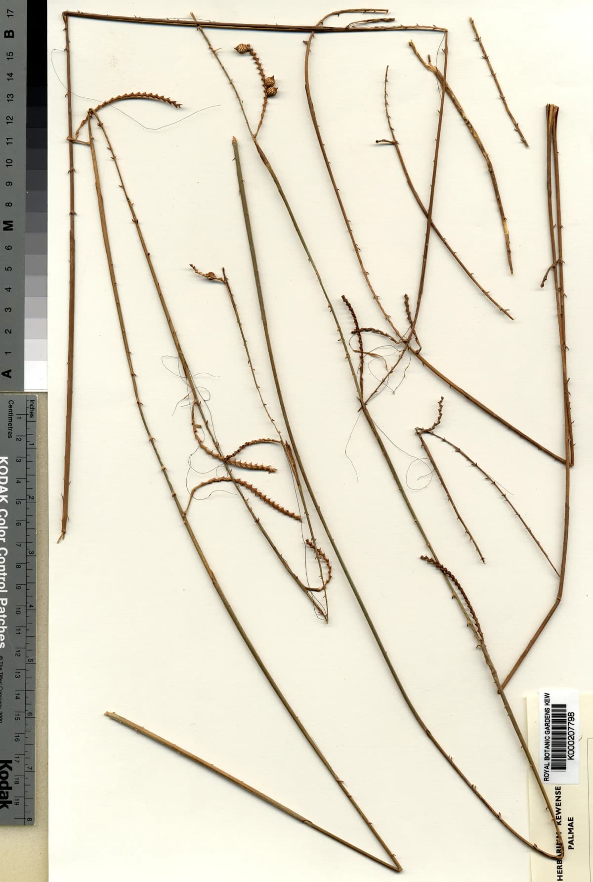 Botanical specimen of Calamus Oligostachys.
