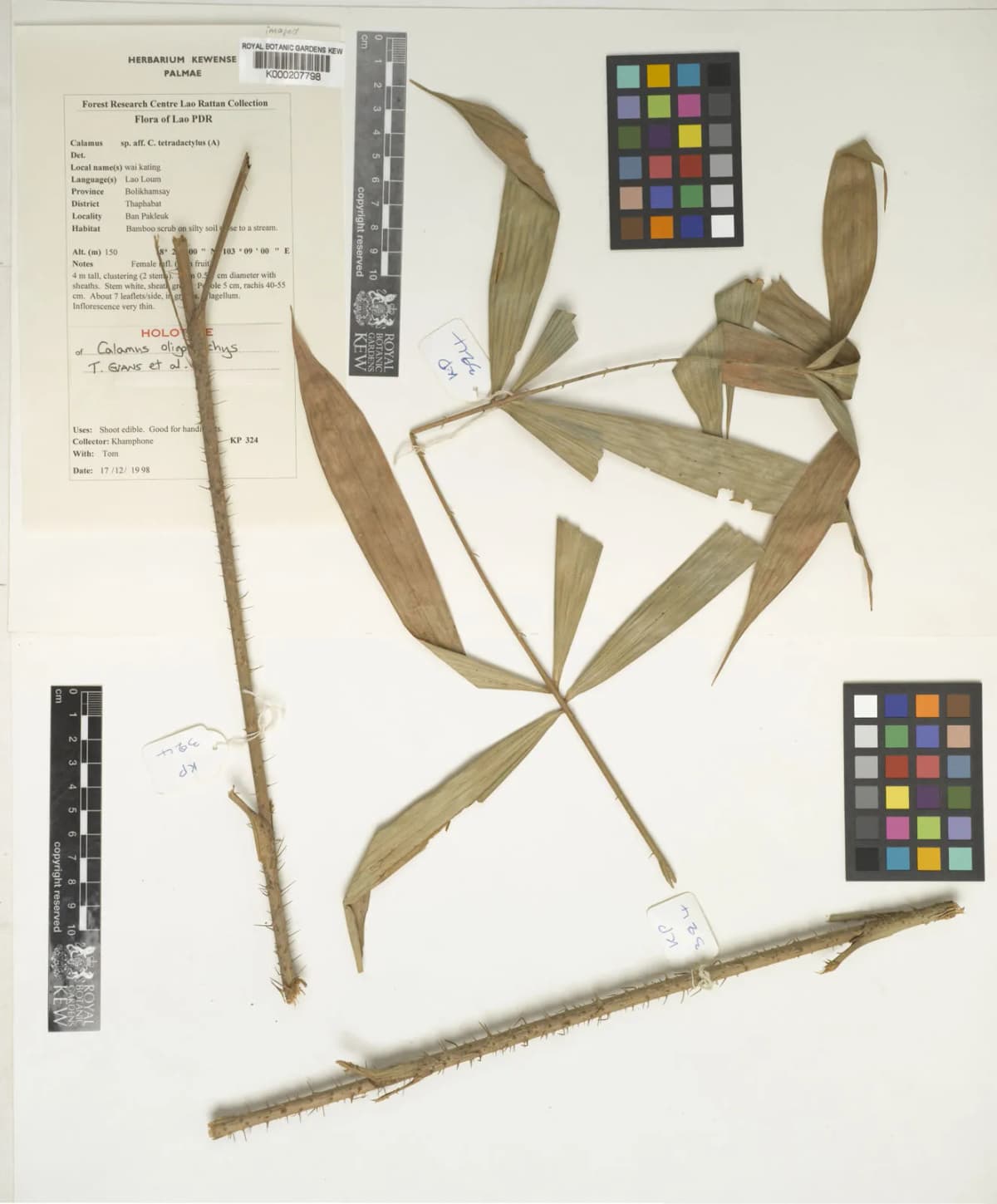 Botanical specimen of Calamus Oligostachys.