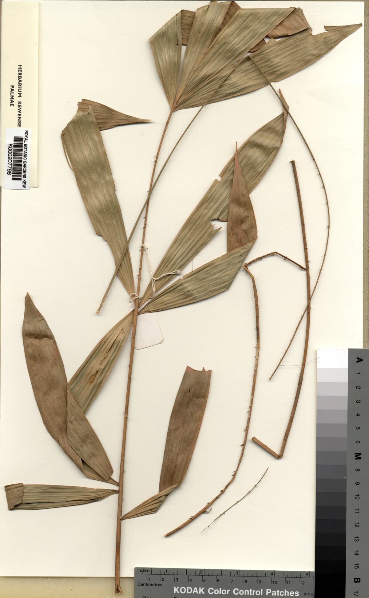Botanical specimen of Calamus Oligostachys.