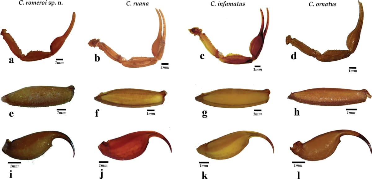 Botanical specimen of Calamus Ornatus.