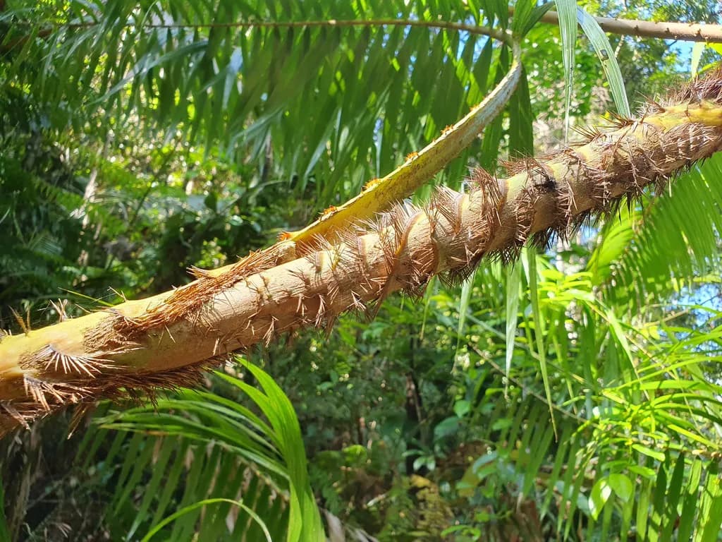 Botanical specimen of Calamus Ovoideus.