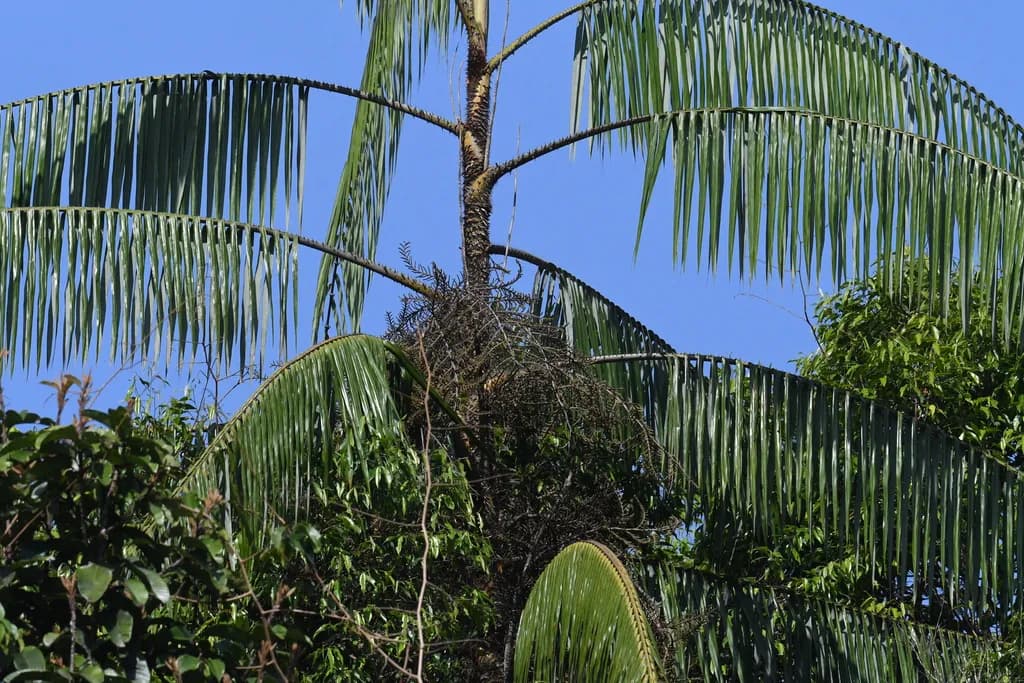 Botanical specimen of Calamus Ovoideus.