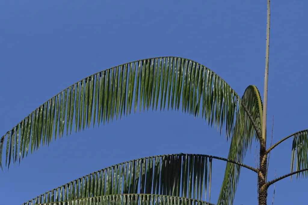Botanical specimen of Calamus Ovoideus.