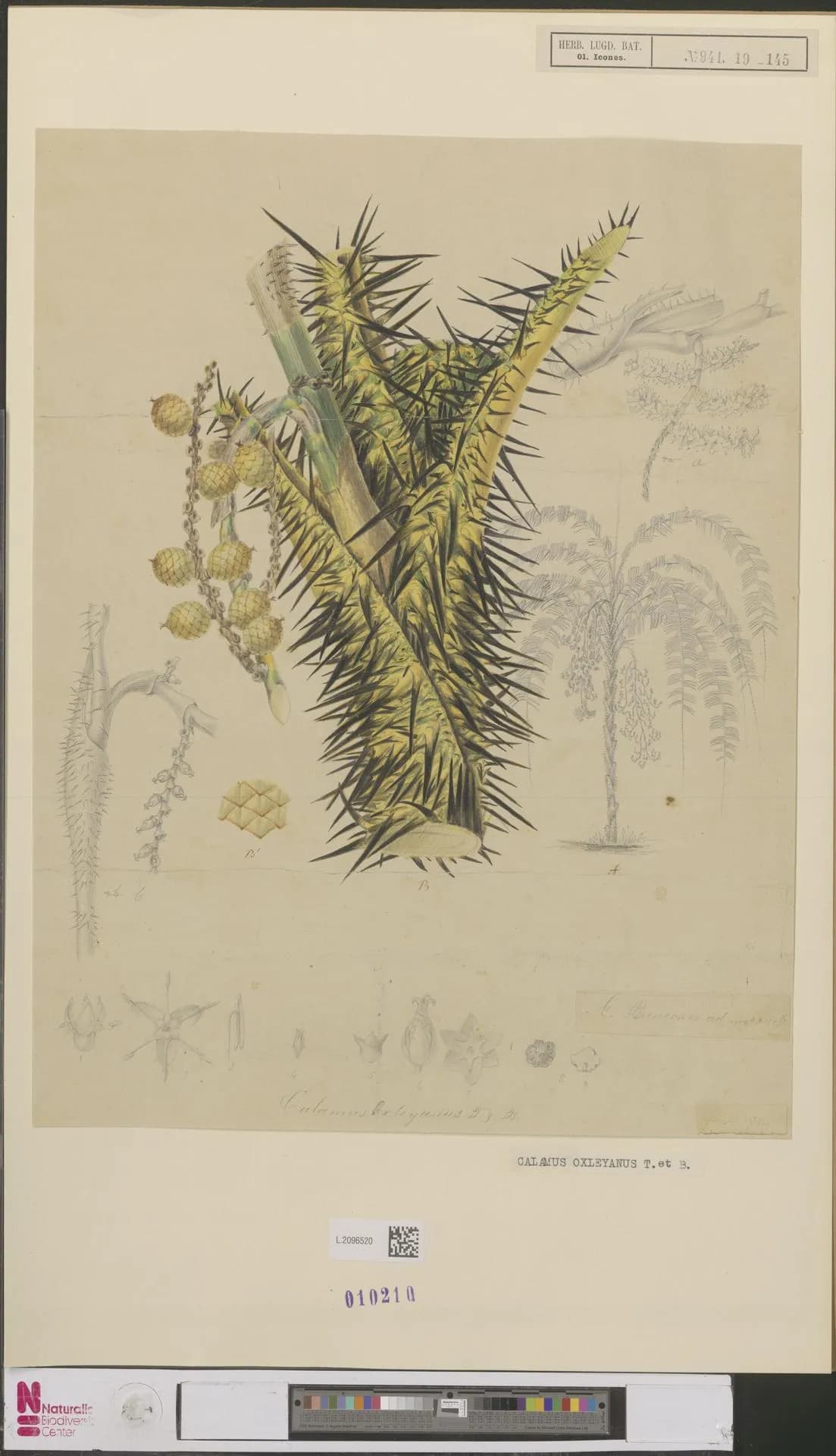 Botanical specimen of Calamus Oxleyanus.