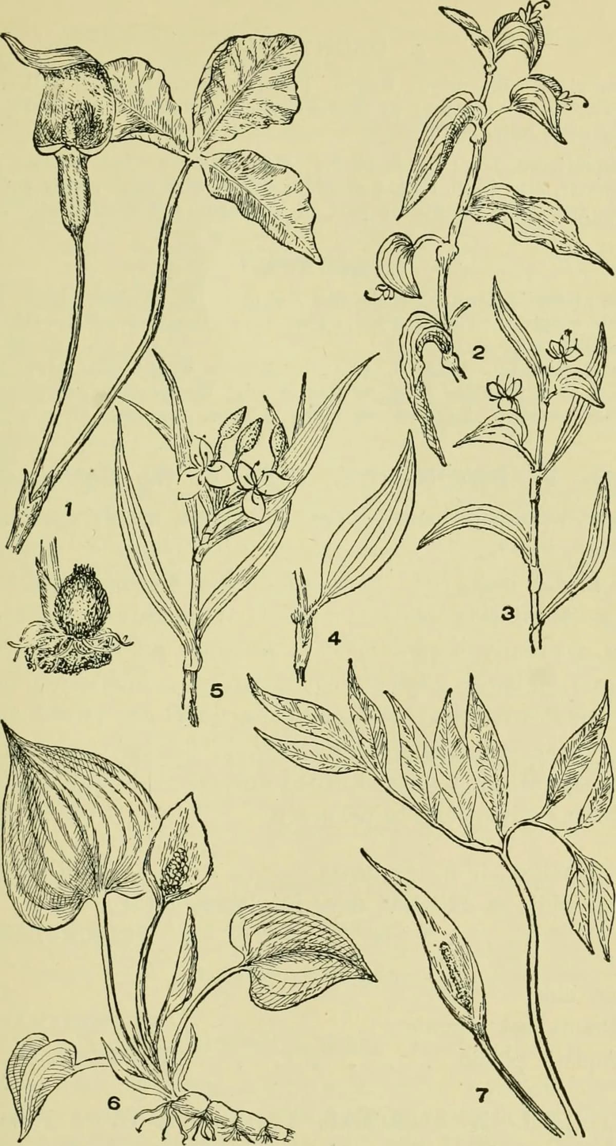 Botanical specimen of Calamus Palustris.