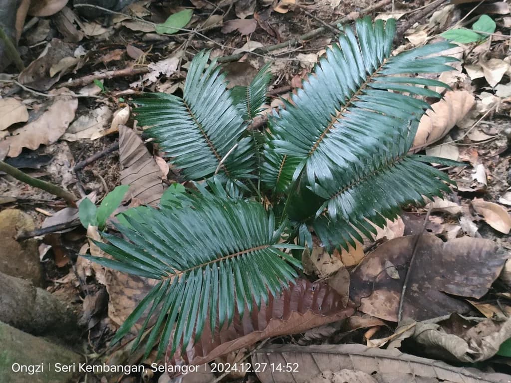 Botanical specimen of Calamus Paspalanthus.