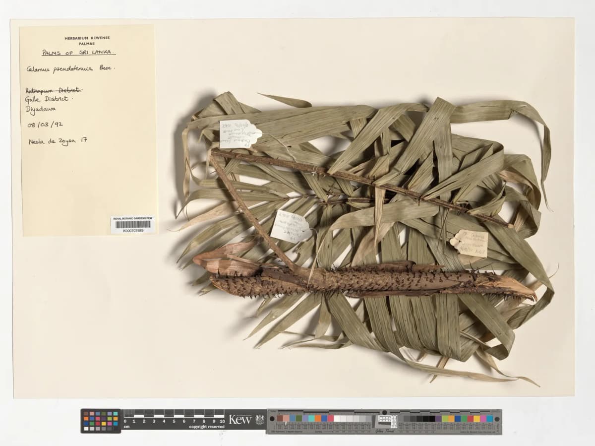 Botanical specimen of Calamus Perakensis.