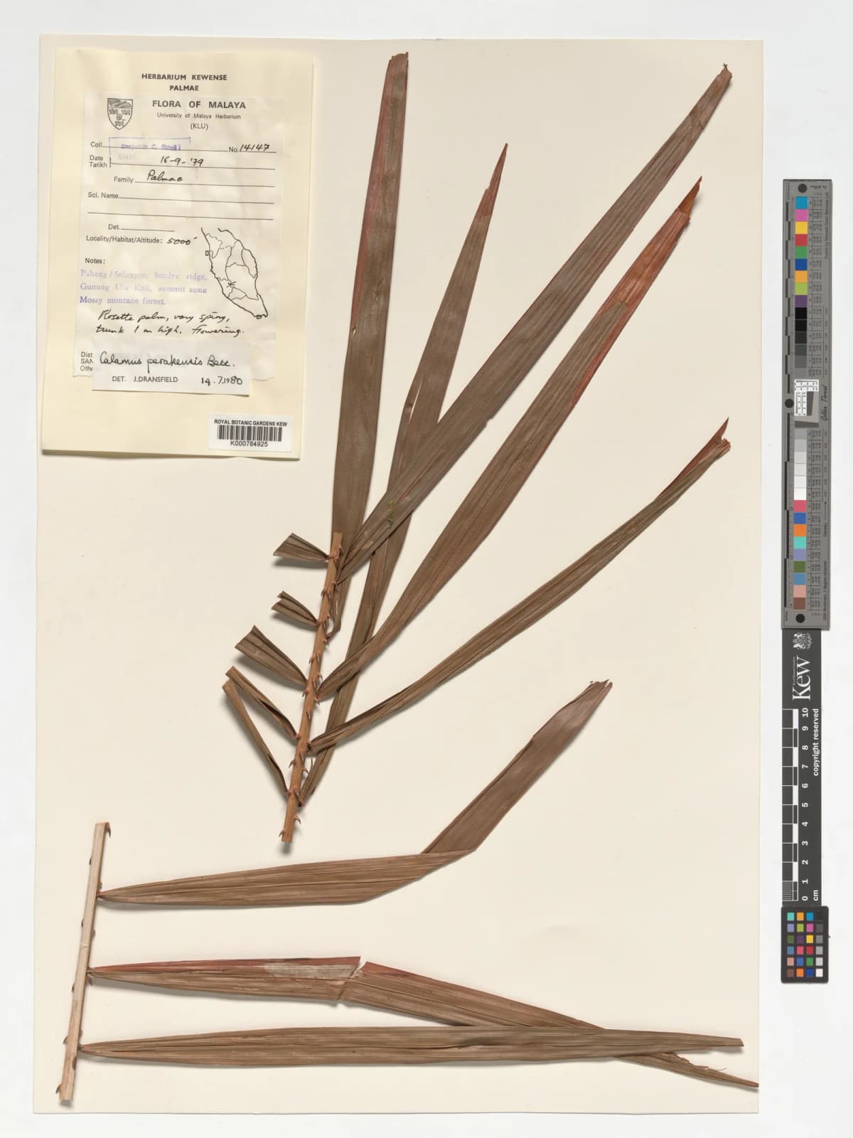 Botanical specimen of Calamus Perakensis.