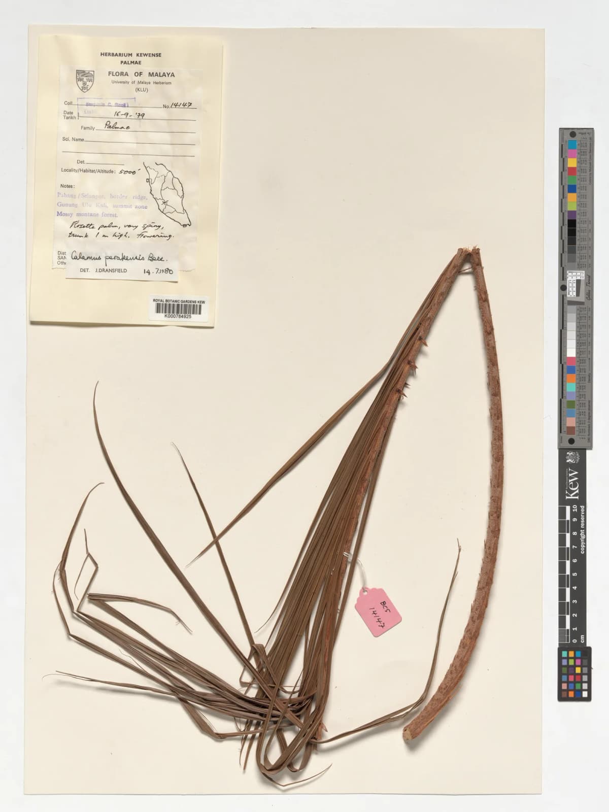 Botanical specimen of Calamus Perakensis.