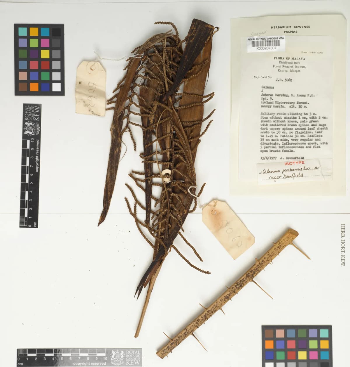 Botanical specimen of Calamus Perakensis.