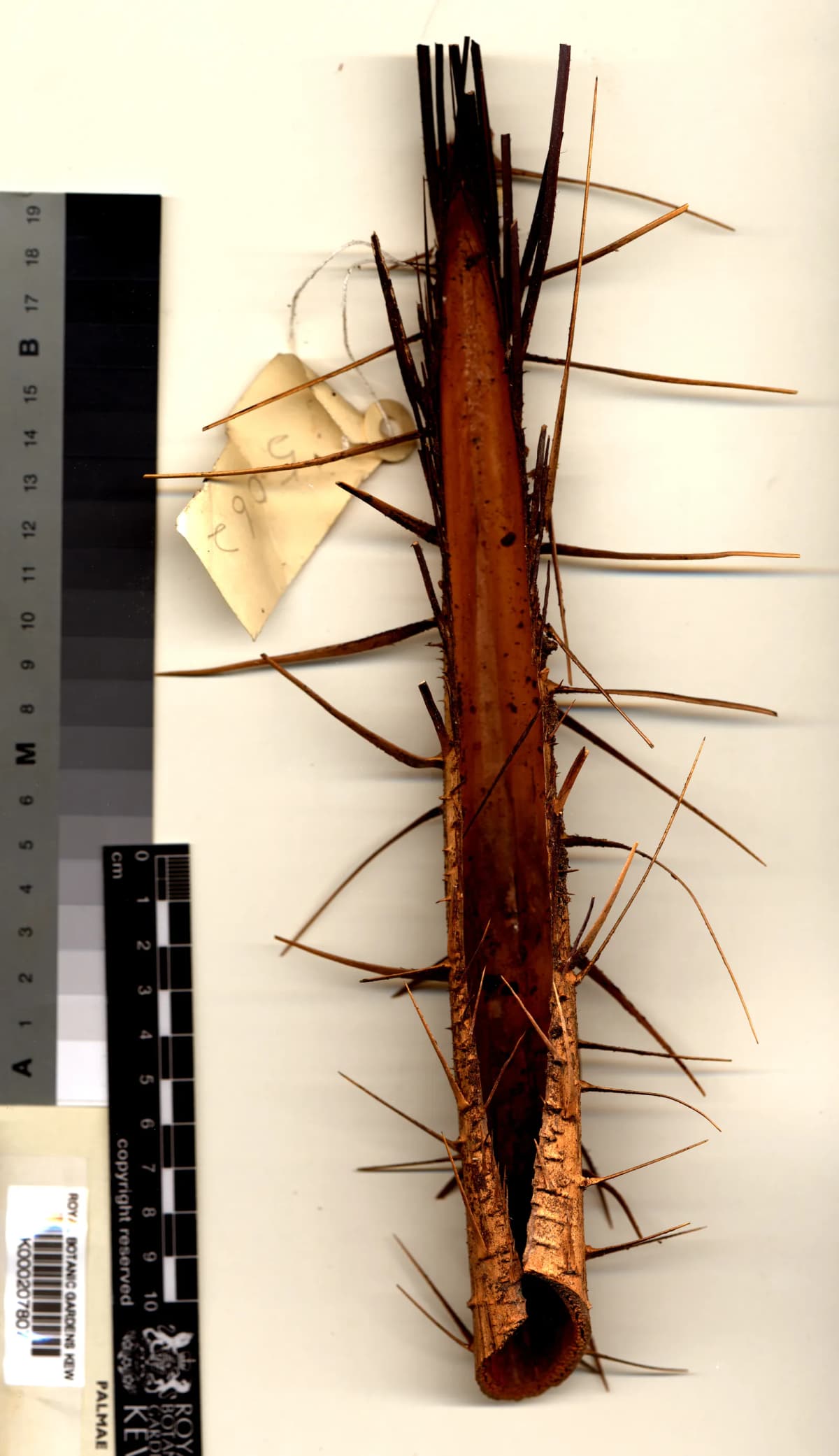 Botanical specimen of Calamus Perakensis.