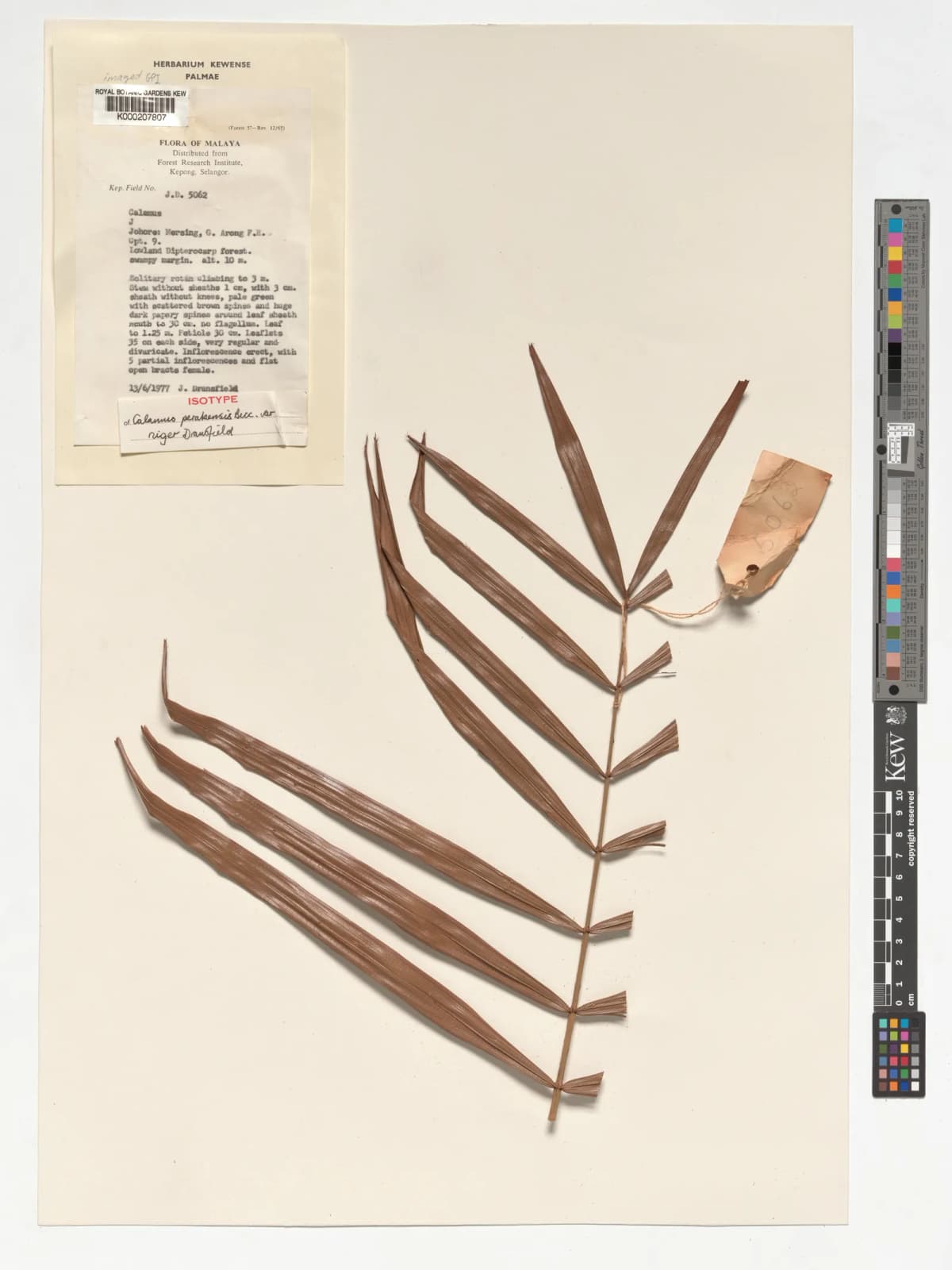 Botanical specimen of Calamus Perakensis.